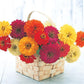 50 Zinnia Seeds Zinnia Sun Formula Mix Cut Flower Seeds