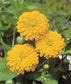 50 Zinnia Seeds Zinnia Sun Gold Cut Flower Seeds