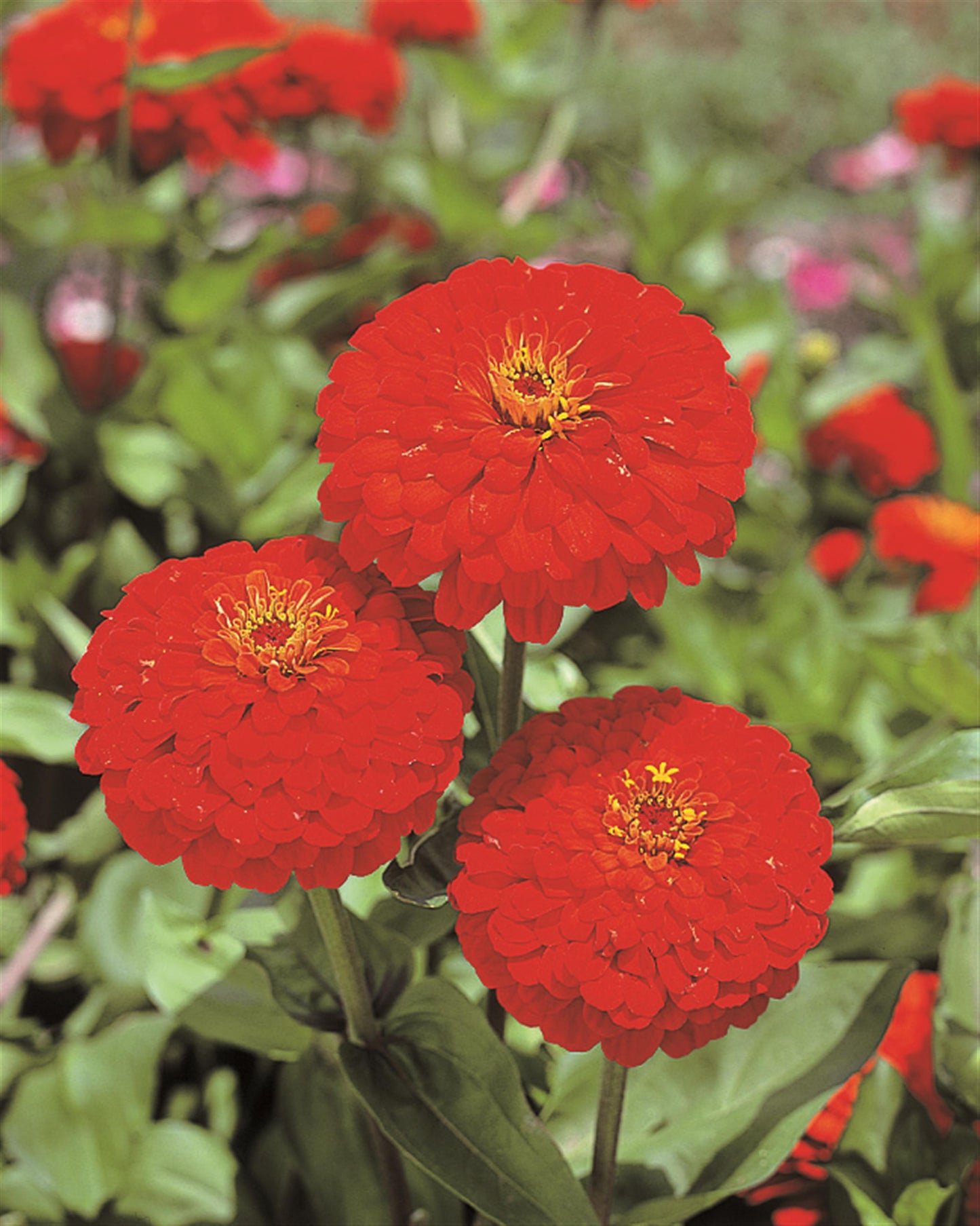 50 Zinnia Seeds Zinnia Sun Red Cut Flower Seeds