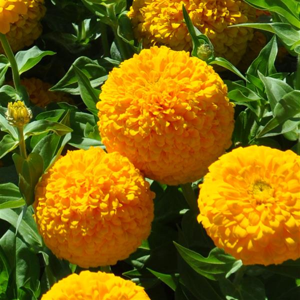 25 Zinnia Seeds Zinnia Uproar Deep Yellow Cut Flower