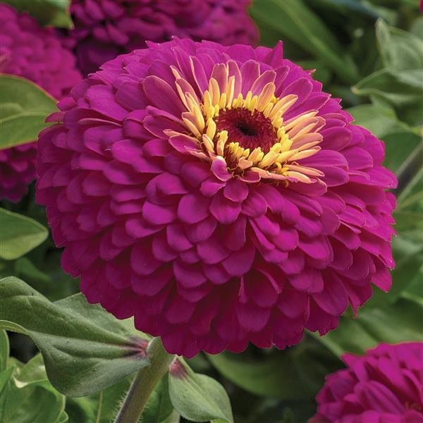 25 Zinnia Seeds Zinnia Uproar Rose Cut Flower