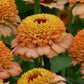 25 Zinnias Seeds Zinnia Zinderella Peach Cut Flower