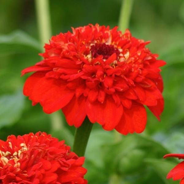 25 Zinnias Seeds Zinnia Zinderella Red Cut Flower