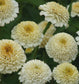 25 Zinnias Seeds Zinnia Zinderella White Cut Flower