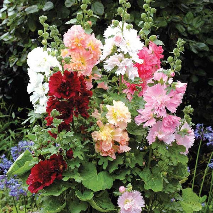 Alcea Seeds 25 Spring Celebrities Hollyhock Seeds Dwarf Hollyhock