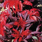 100 Amaranthus Seeds Molten Fire