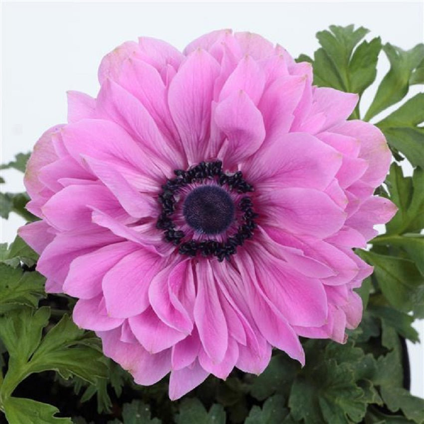 Anemone Seeds Harmony Double Rose 15 thru 50 Seed Windflower Seeds