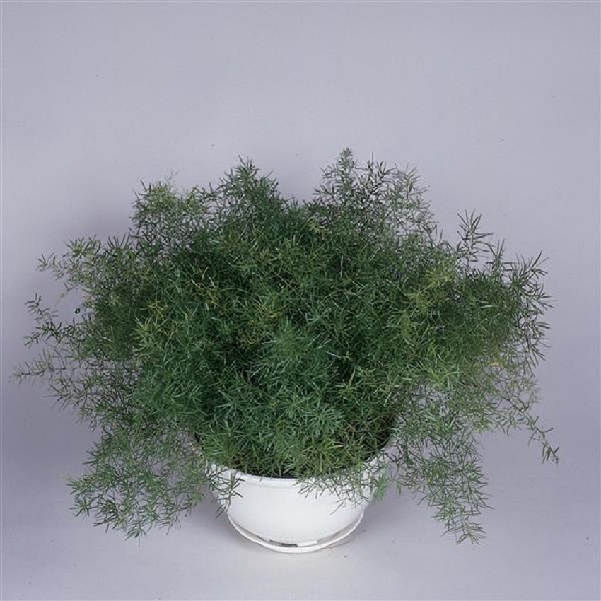 Sprengeri Asparagus Fern Seeds Fuzzy Fern 25 Seeds