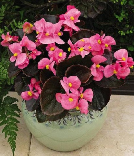 Begonia Seeds 50 Pelleted Seeds Begonia Bada Boom Pink