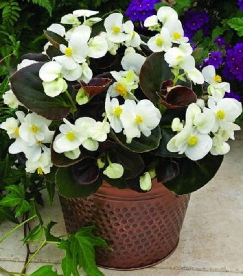 Begonia Seeds 50 Pelleted Seeds Begonia Bada Boom White