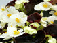 50 Pelleted Begonia Seeds Begonia Chocolates White