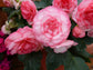 15 Pelleted Begonia Seeds Begonia Go Go Rose Gogo Series Begonia