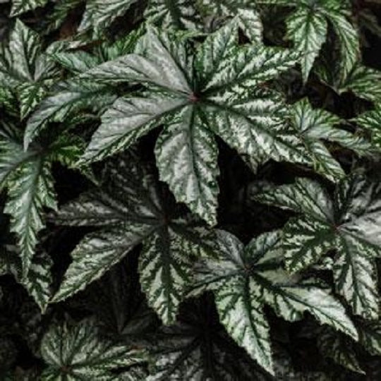 Gryphon Begonia White 15 thru 250 Pelleted Begonia Seeds