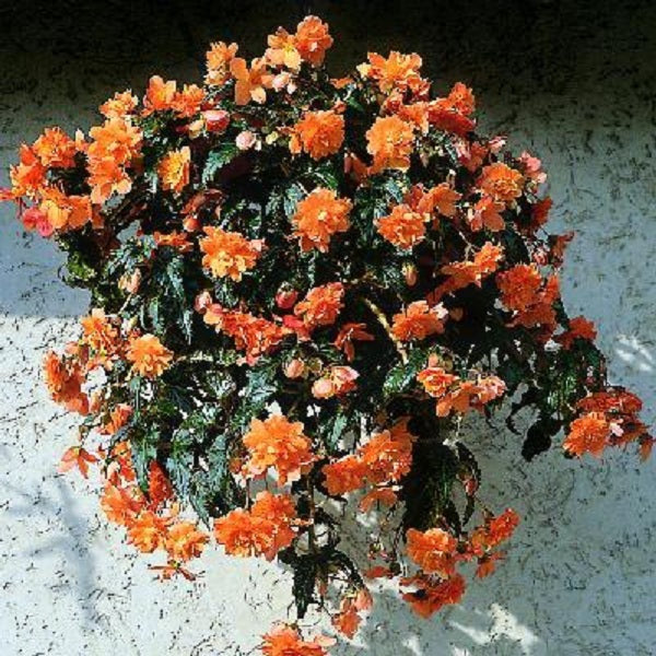 Pelleted Begonia Seeds Cascade Beauty Mango 15 thru 100 Seeds