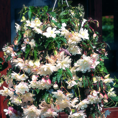 Begonia Cascade Beauty White Begonia Seeds 15 Pelleted Seeds