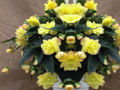 Pelleted Begonia Seeds Cascade Beauty Yellow 15 thru 100 Seeds