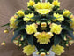 Begonia Cascade Beauty Yellow Begonia Seeds 15 Pelleted Seeds