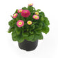 Bellis Seeds Bella Daisy Rose 25 Pelleted Seeds English Daisy