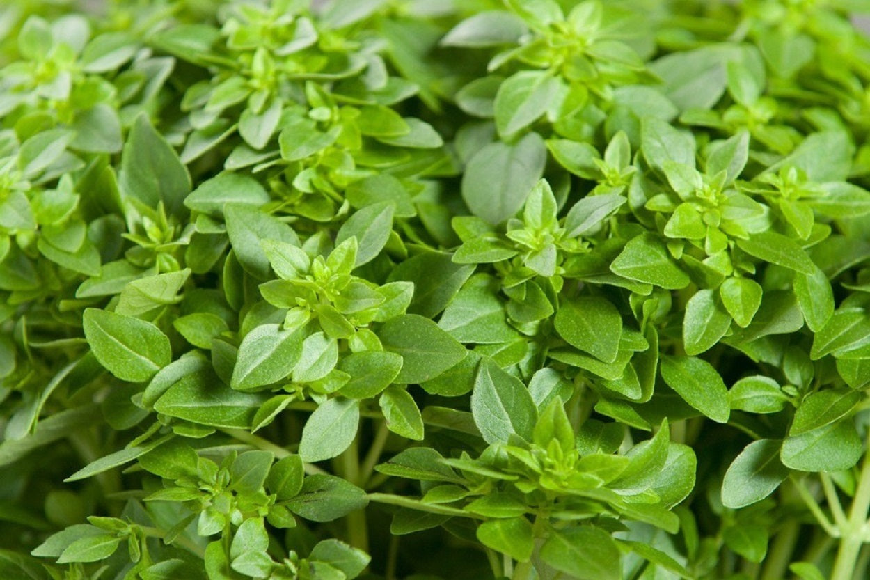 Basil Seeds Dwarf Greek Basil Herb Seeds 100 Thru 2,000 Seeds