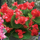 Begonia Seeds Begonias Fiona Red 25 Pelleted Seeds