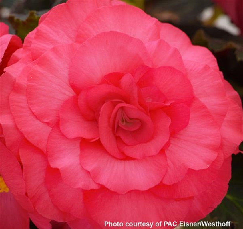 Tuberous Begonia Seeds | Begonia Prism Rose Shade 15 Pelleted Seeds –  