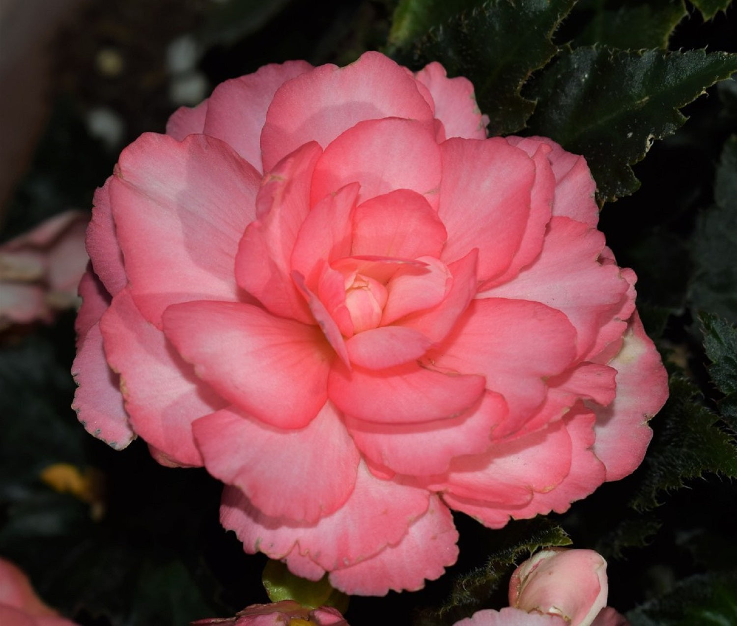 Begonia Seeds Begonia Prism Sunrise 15 Pelleted Seeds Tuberous Begonia