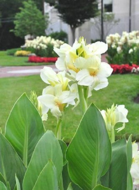 Canna Seeds 25 Canna Tropical White Tropical Plant Seeds