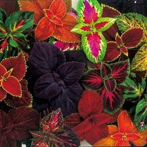 Coleus Seeds 25 thru 500 Bulk Coleus Seeds Everest Mix