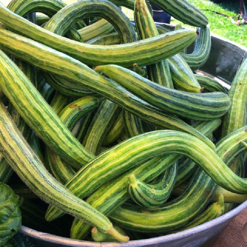 Cucumber Seeds Painted Serpent 25 thru 250 Seeds