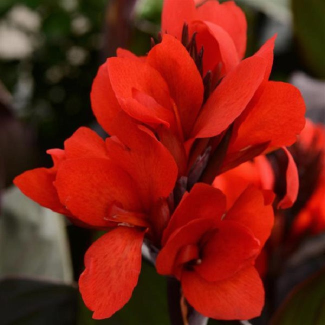 25 Canna Seeds Cannova® Scarlet Bronze Flower Seeds