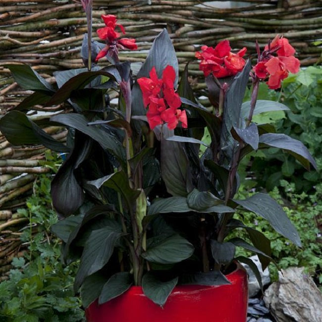 25 Canna Seeds Cannova® Scarlet Bronze Flower Seeds