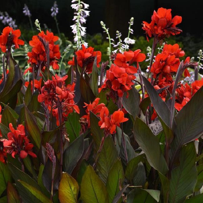 25 Canna Seeds Cannova® Scarlet Bronze Flower Seeds