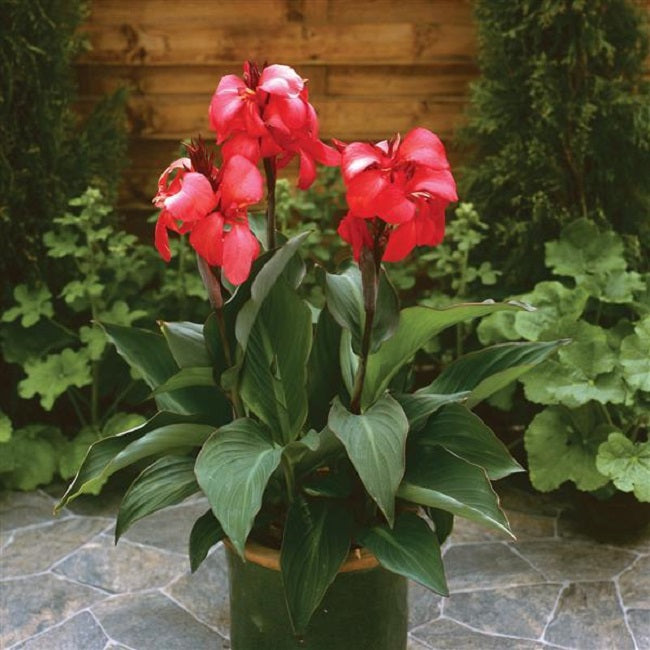 25 Canna Seeds Cannova® Rose Flower Seeds