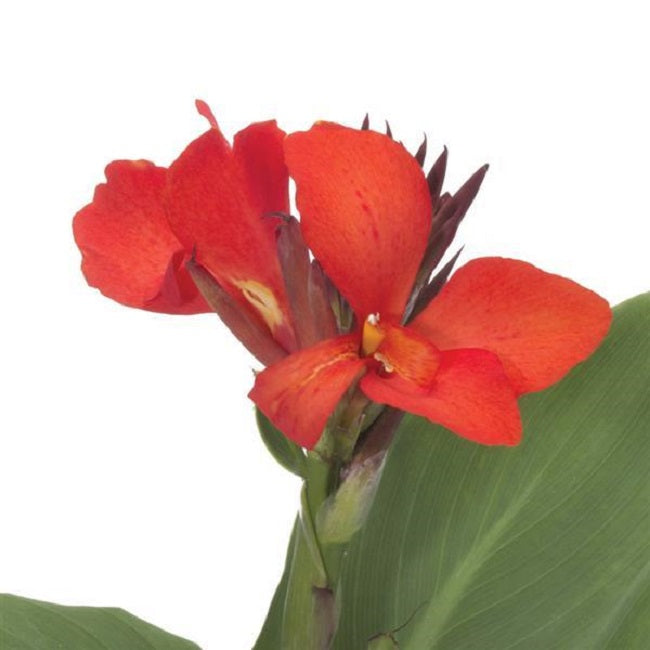 25 Canna Seeds Cannova® Scarlet Flower Seeds