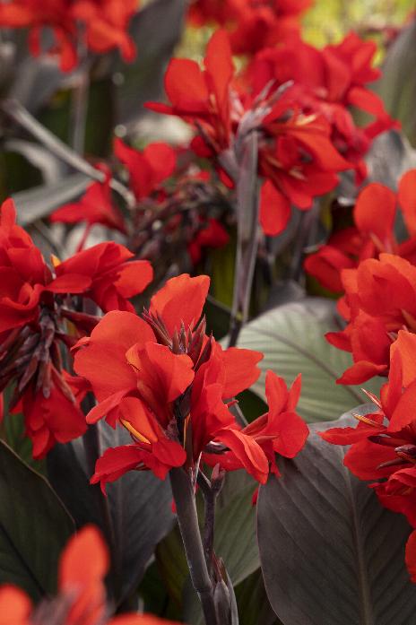 Canna Seeds 25 Canna Tropical Bronze Scarlet Tropical Plant Seeds