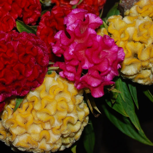 Celosia Seeds Celosia Chief Mix 50 thru 1,000 Seeds Cut Flower Seed