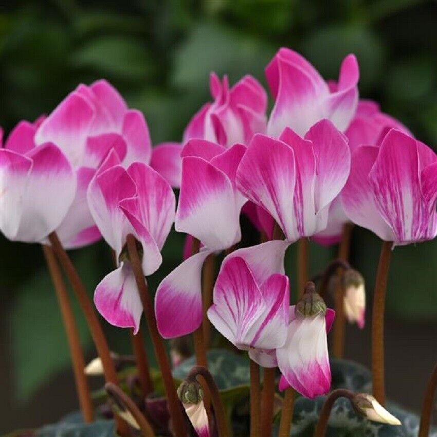 Cyclamen Seeds | Cyclamen Indiake Bright Purple | 15 Flower Seeds