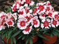 50 Pelleted Seeds Dianthus Seeds Super Parfait Peppermint