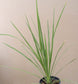 Dracaena Seeds Indivisa Dracaena Spike Seeds 100 Cordyline Seeds