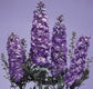 50 Delphinium Seeds Pennant Lavender White Bee Perennial Seeds