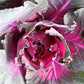 50 Flowering Cabbage Seeds Pigeon Red Ornamental Kale Seeds