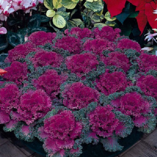 Ornamental Kale Seeds Nagoya Red 25 thru 1,000 Flowering Kale Seeds