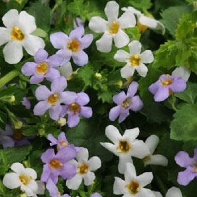 Fuseables® Bacopa Utopia 25 Seeds Bacopa Seeds