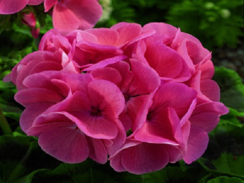 15 Maverick Salmon Geranium Seeds Spring Seeds