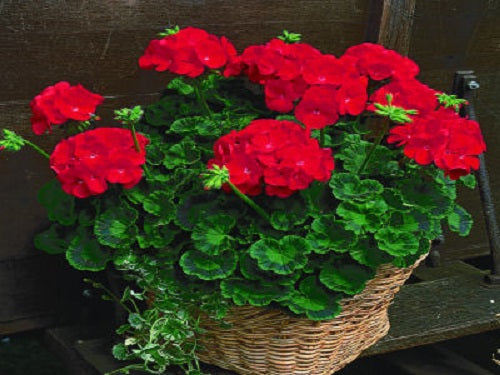 15 Maverick Scarlet Geranium Seeds Spring Seeds