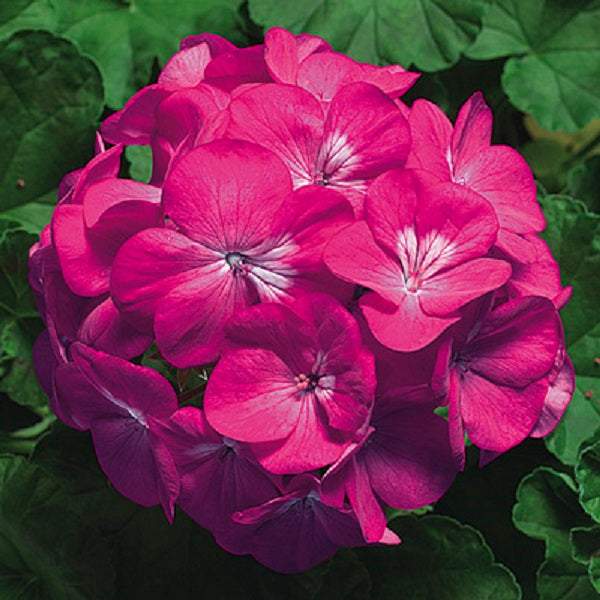 Geranium Seeds Pinto Deep Rose 15 seeds Flower Seeds