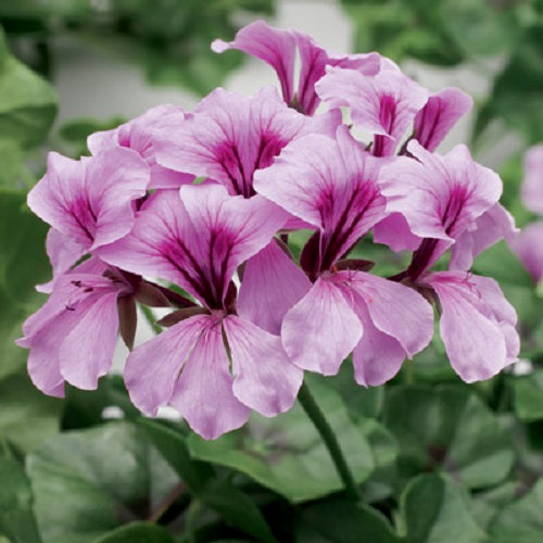 15 Ivy Geranium Seeds Tornado Lilac