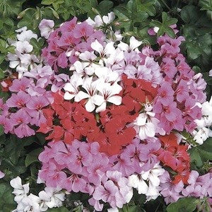 Tornado Mix Ivy Geranium Seeds 15 thru 50 Bulk Geranium Seeds