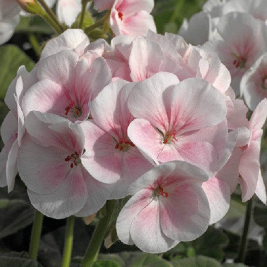 Maverick Appleblossom Geranium Seeds 15 Seeds