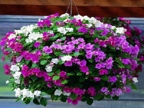 Bulk Impatiens seeds 1,000 Impatiens Accent Pastel Mix Flower Seeds